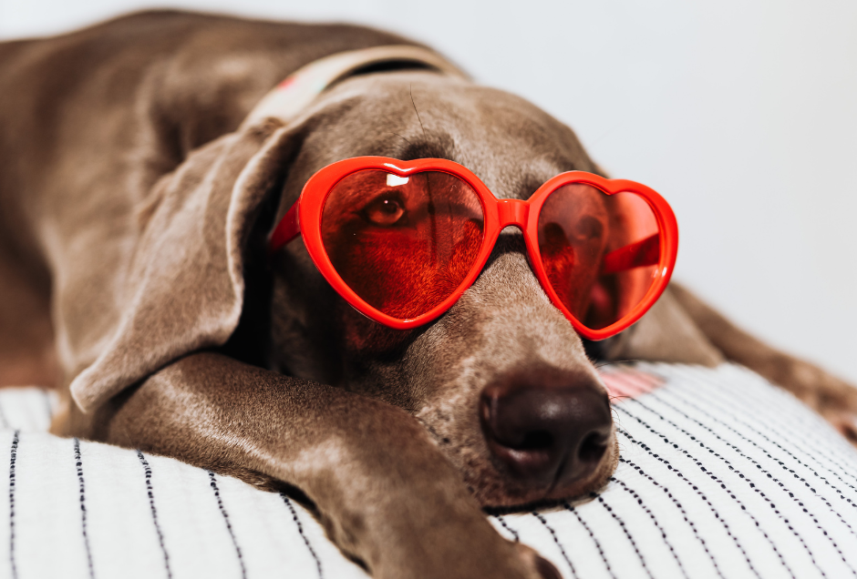 Hund med hjärtformade röda solglasögon som ser ut att vänta.